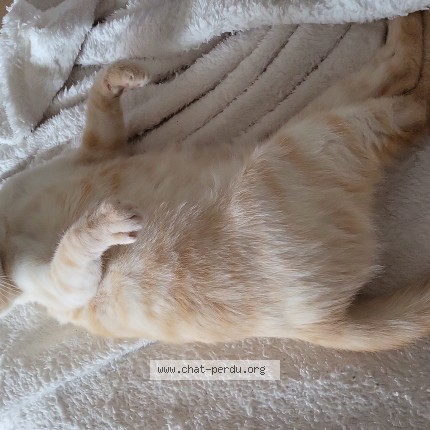 Foto einer verlorenen Katze in Wallisellen