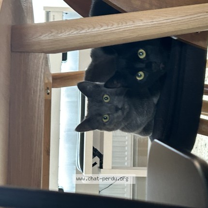 Foto einer verlorenen Katze in Petange