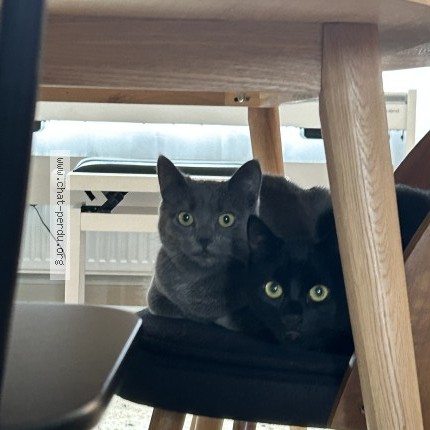 Foto 1/1 Nori Katze verloren in Petange