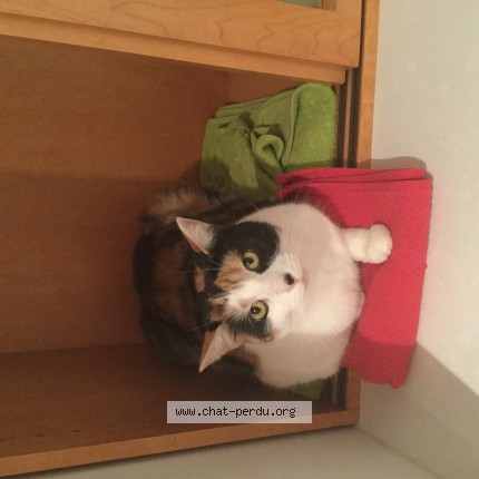 Photo 1/1 Farraf Cat lost in Montreal