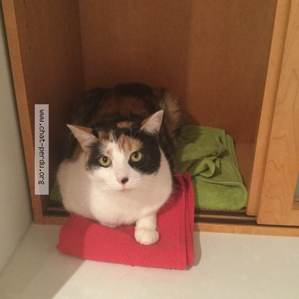 Photo 1/1 Reunited cat Lost in Montreal