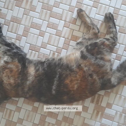 Foto di gatto trovato a Orbe