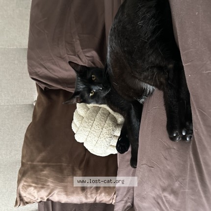Photo 1/1 Nami Cat lost in Columbus