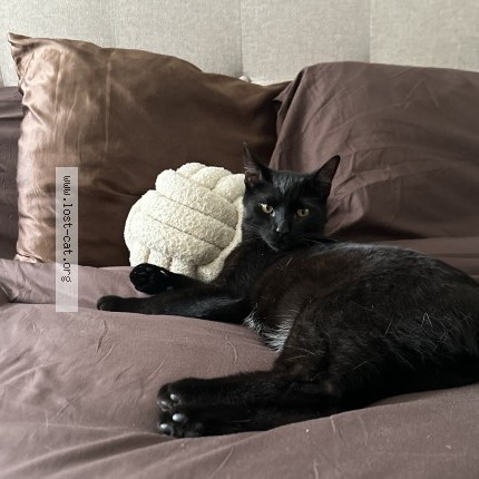 Photo 1/1 Nami Cat lost in Columbus