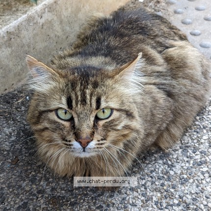 Photo of a cat found in Villereal