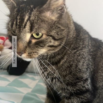 Photo of a cat found in Eckbolsheim
