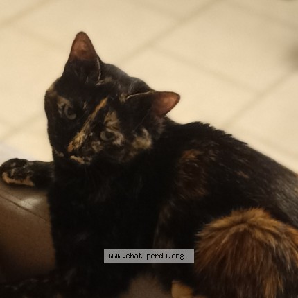 Photo of a cat found in Trans Sur Erdre