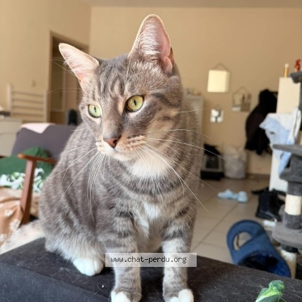 Foto van vermiste kat in Jumet