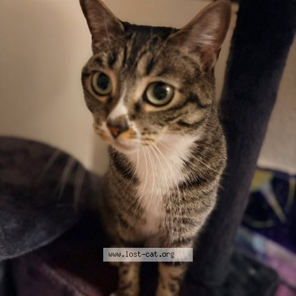 Photo 1/1 cali Cat lost in Las Vegas