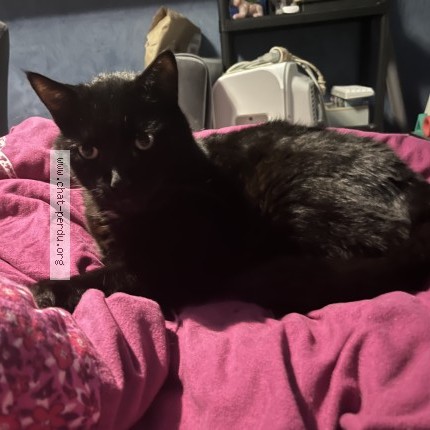 Foto 1/1 filou Kat vermist in Rochefort