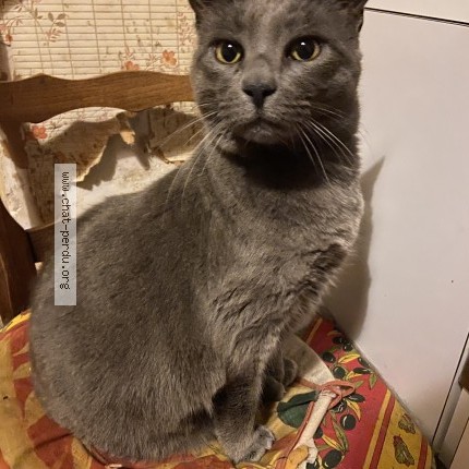 Photo of a cat found in Labergement Du Navois