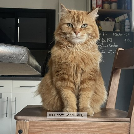 Photo of a cat found in Sanchey
