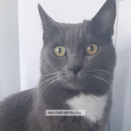 Photo of a cat found in Nogentel