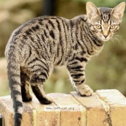Photo 1/1 Monroe Money Russ Cat lost in Columbus