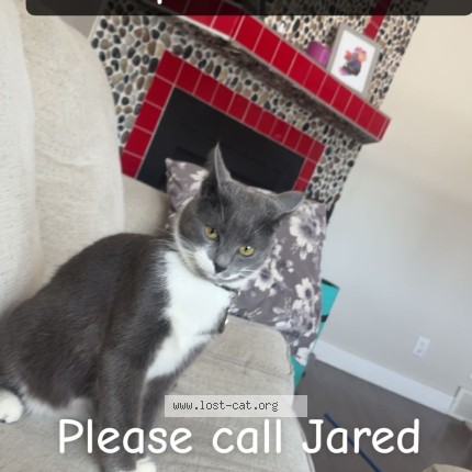 Photo 1/1 tom Cat lost in Calgary