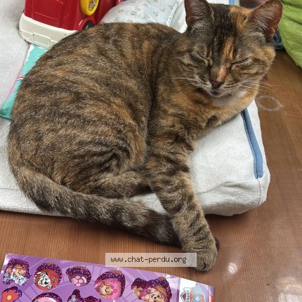 Photo of a cat found in Bieville Beuville