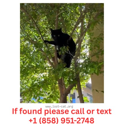 Photo 1/1 Lovie Cat lost in San Diego