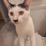 charlie