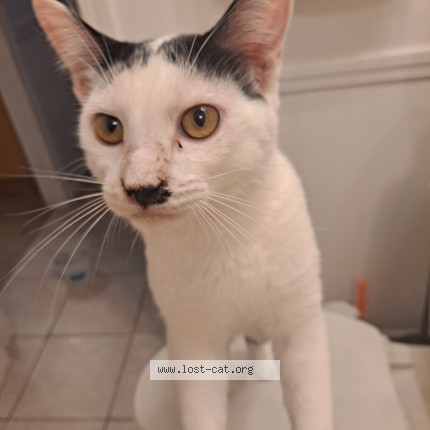 Photo 1/1 charlie Cat lost in Ofallon