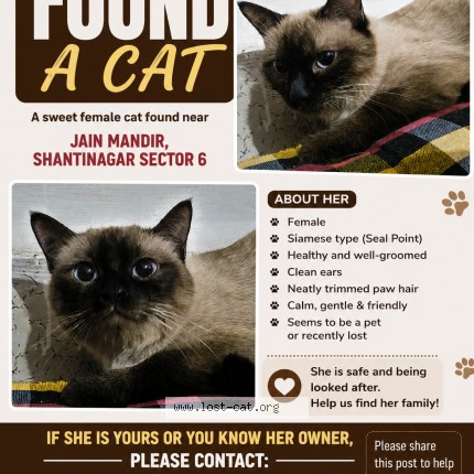 Photo 1/1 Found cat Found in Mumbai