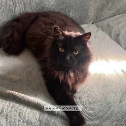 Photo of a cat found in Saint Antoine De Breuilh