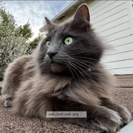 Photo 1/1 Bam Bam Cat lost in Durham