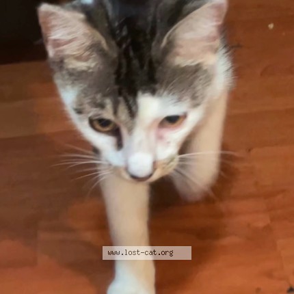 Photo 1/1 Remy Cat lost in Hallandale