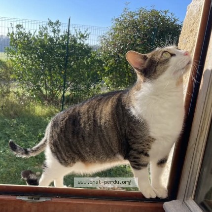 Photo of a cat found in Sorges Et Ligueux En Perigord S
