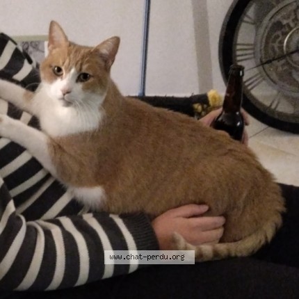 Photo of a cat found in Plescop