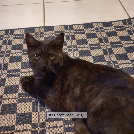 Photo of a cat found in Le Boullay Thierry