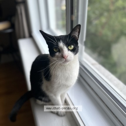 Photo 1/1 Found cat Found in Montreal