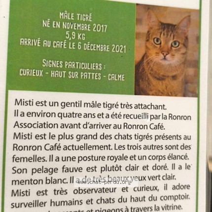 Photo of a cat found in Saint Brice Courcelles