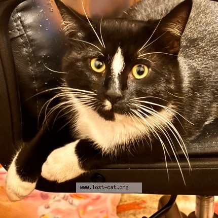 Photo 1/1 Pete Cat lost in Brentwood