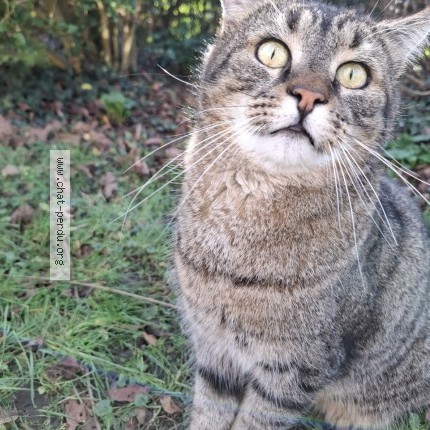 Foto 1/1 shishi Kat vermist in Mortier