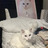 Luma