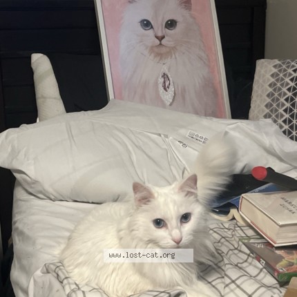 Photo 1/1 Luma Cat lost in Knoxville