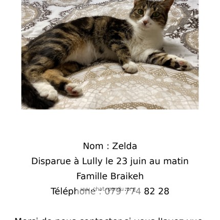 Foto 1/1 zelda Katze verloren in Lully Bernex