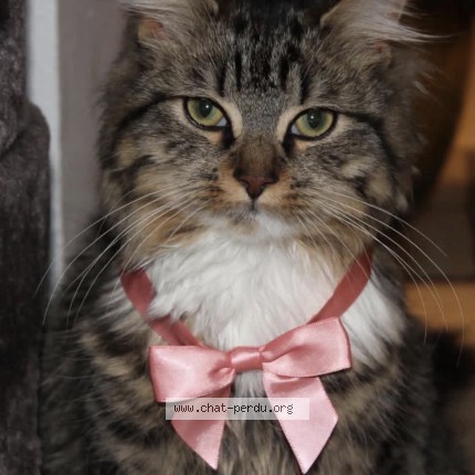 Foto 1/1 Moon Kat vermist in Helecine