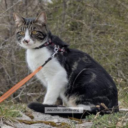 Photo of a cat found in Chalon Sur Saone