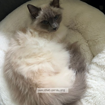 Photo of a cat found in St Maurice