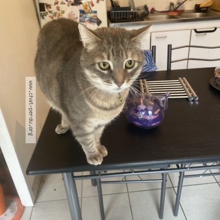 Photo of a cat found in Dardilly