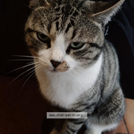 Photo of a cat found in Montigny