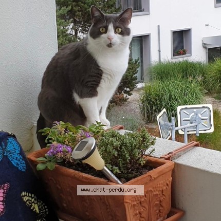 Foto 2/2 Mimi Gatto smarrito a Lausanne