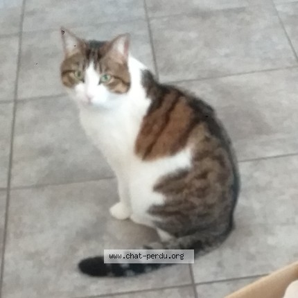 Photo of a cat found in Gleize