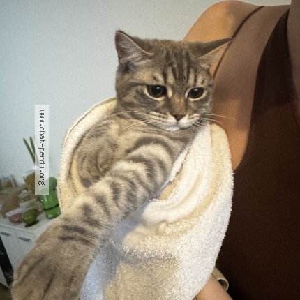 Foto 1/1 Nokta Katze verloren in Onex
