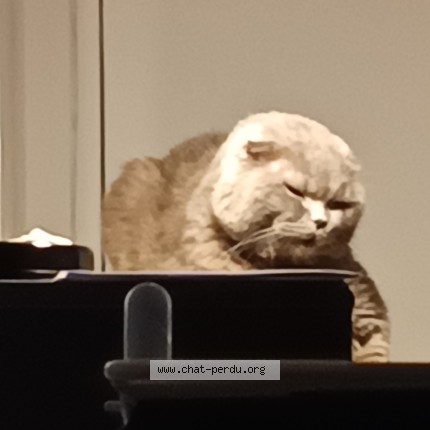 Photo of a cat found in Villeneuve La Garenne