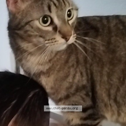 Foto van vermiste kat in Renaix