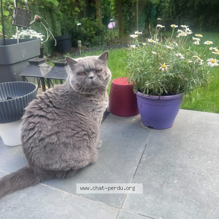 Foto van vermiste kat in Laeken