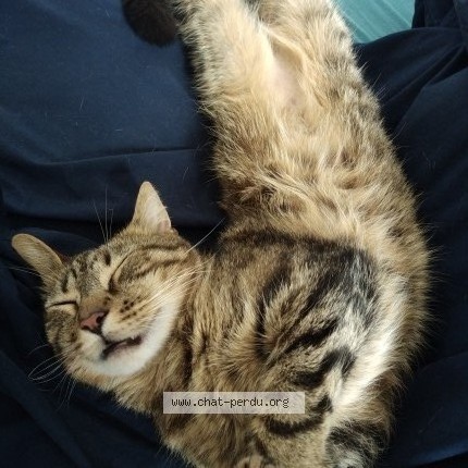 Photo of a cat found in Varaville