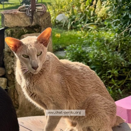 Foto di gatto smarrito a Lavigny